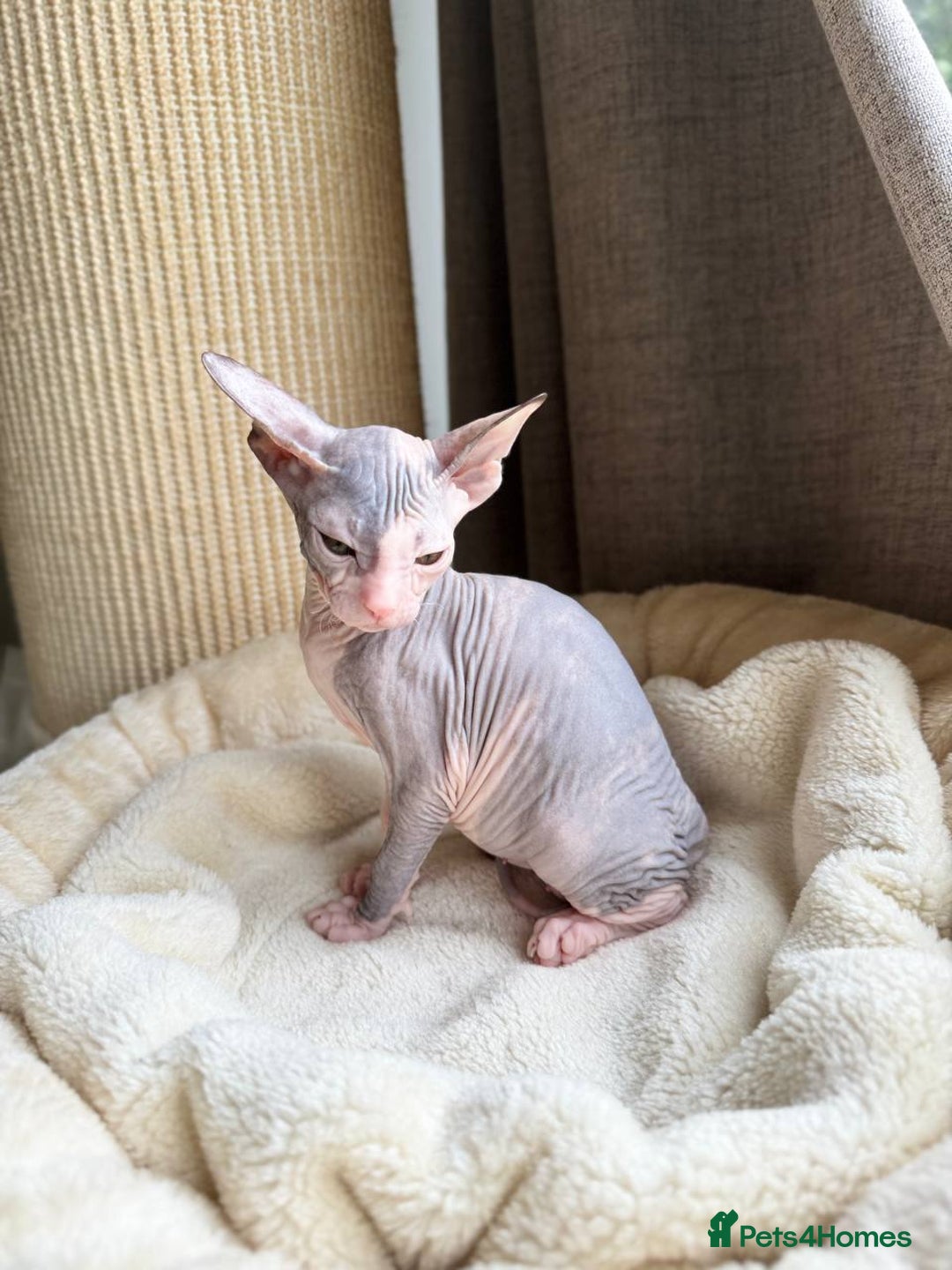 Sphynx cats for sale: Don Sphynx Kittens - Image 26