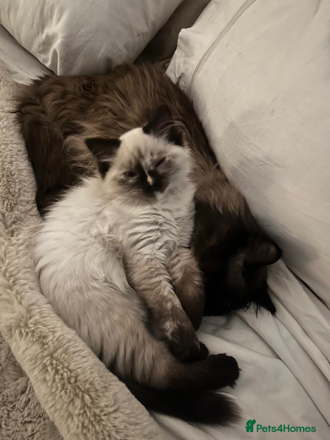 Ragdoll cats for sale: Cute ragdoll kitten - last girl left - Advert 11