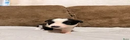 Mixed Breed dogs for sale: 🐾✨ TWO Border Collie x Blue Heeler Pups left ✨🐾 - Advert 31