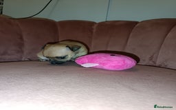 Chihuahua dogs for sale: Chihuahua girls 🩷🩷🩷 - Advert 11