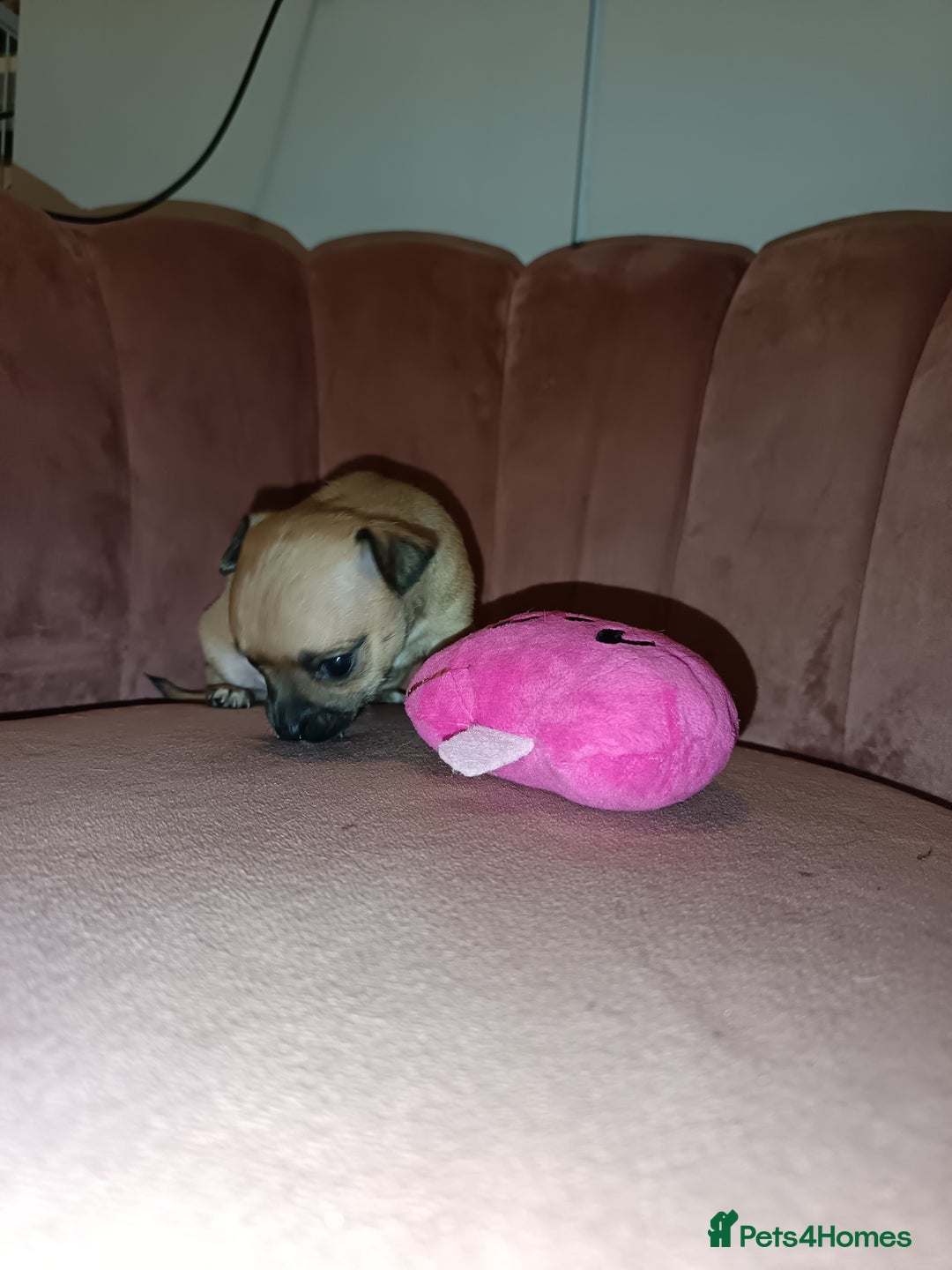 Chihuahua dogs for sale: Chihuahua girls 🩷🩷🩷 - Advert 11