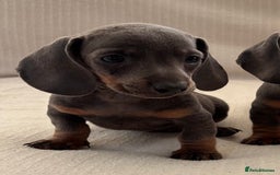 Miniature Dachshund dogs for sale: Gorgeous rainbow litter of miniature dachshund’  - Image 7