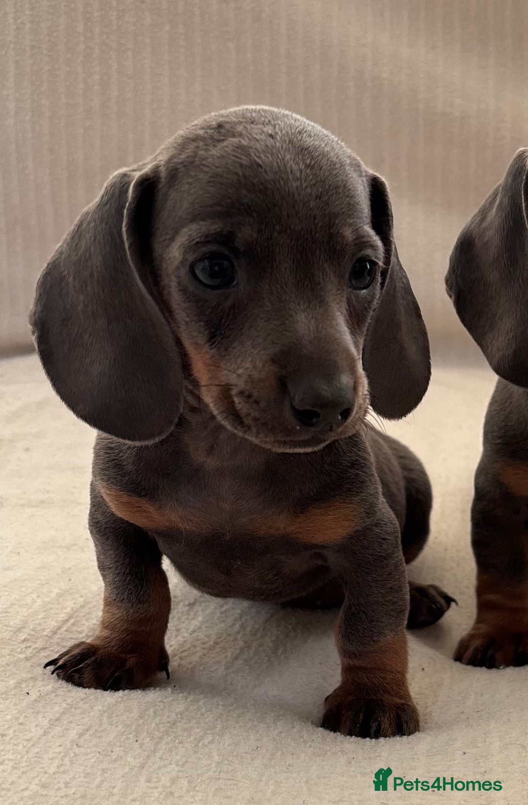 Miniature Dachshund dogs for sale: Gorgeous rainbow litter of miniature dachshund’  - Image 7