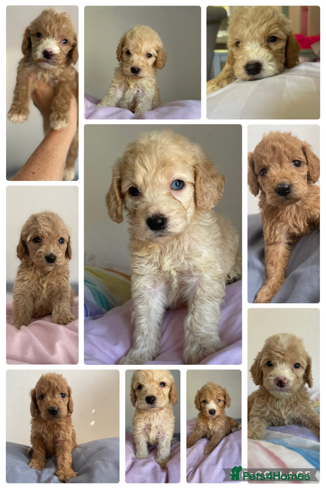 Cockapoo dogs for sale: Cockapoo puppies  - Image 1