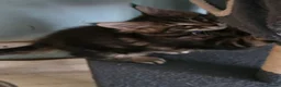 Maine Coon cats for sale: Big Strong Maine Coon Kittens - Advert 7