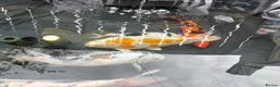 Koi Carp fish for sale: Koi carp - Advert 6