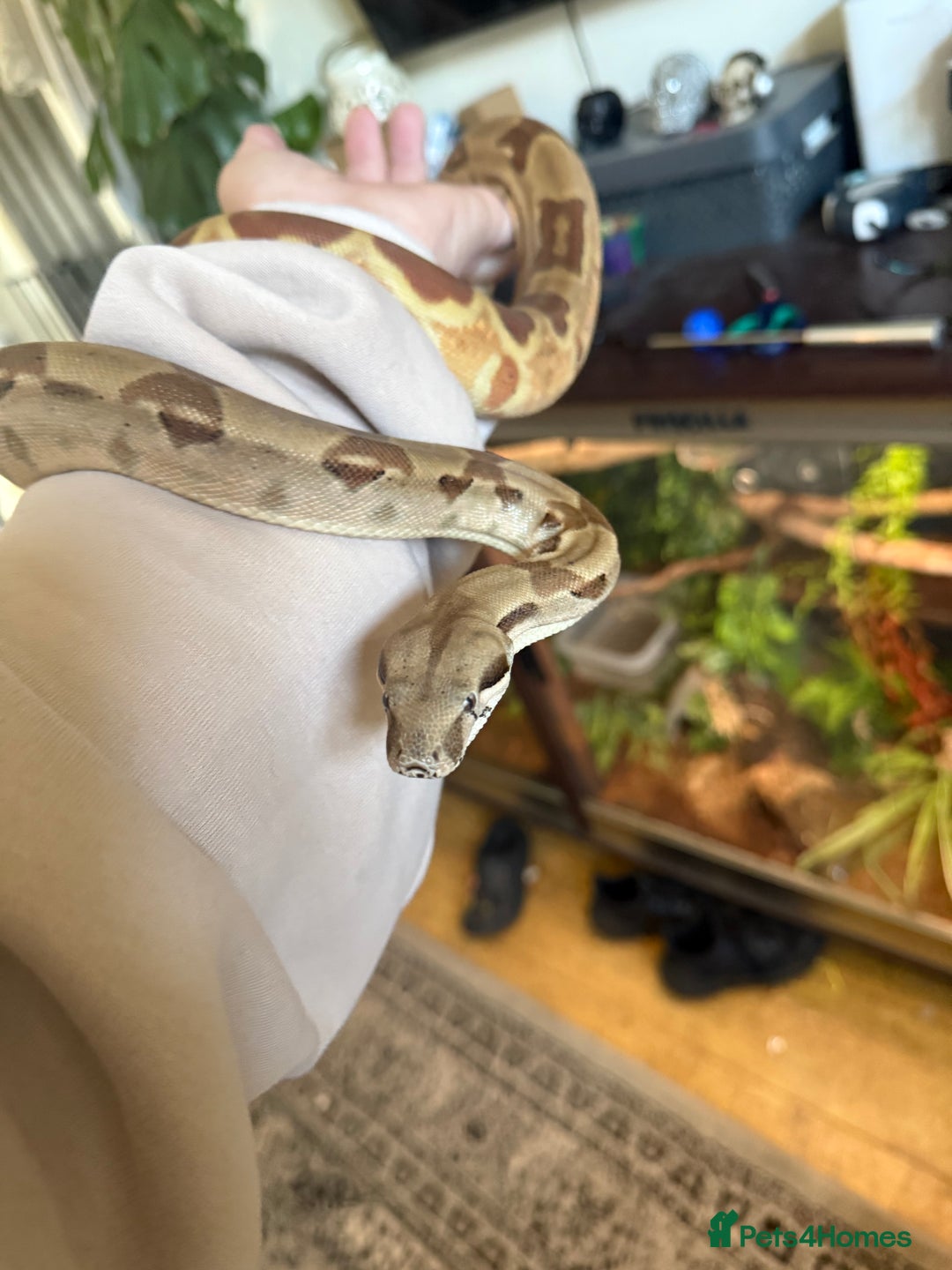 Boa Snake reptiles for sale: Hypo boa female approx 1.5 yrs old - Image 2