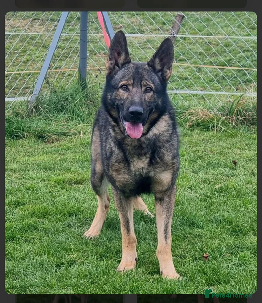 German Shepherd dogs for stud: At stud  - Advert 2