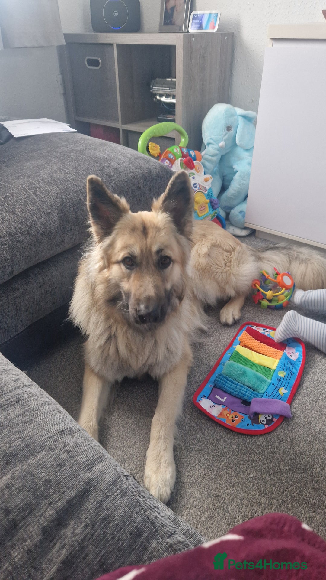German Shepherd dogs for sale: German shepard  - Image 2
