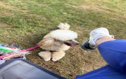 Toy Poodle dogs for stud: Stud duties only  - Image 2