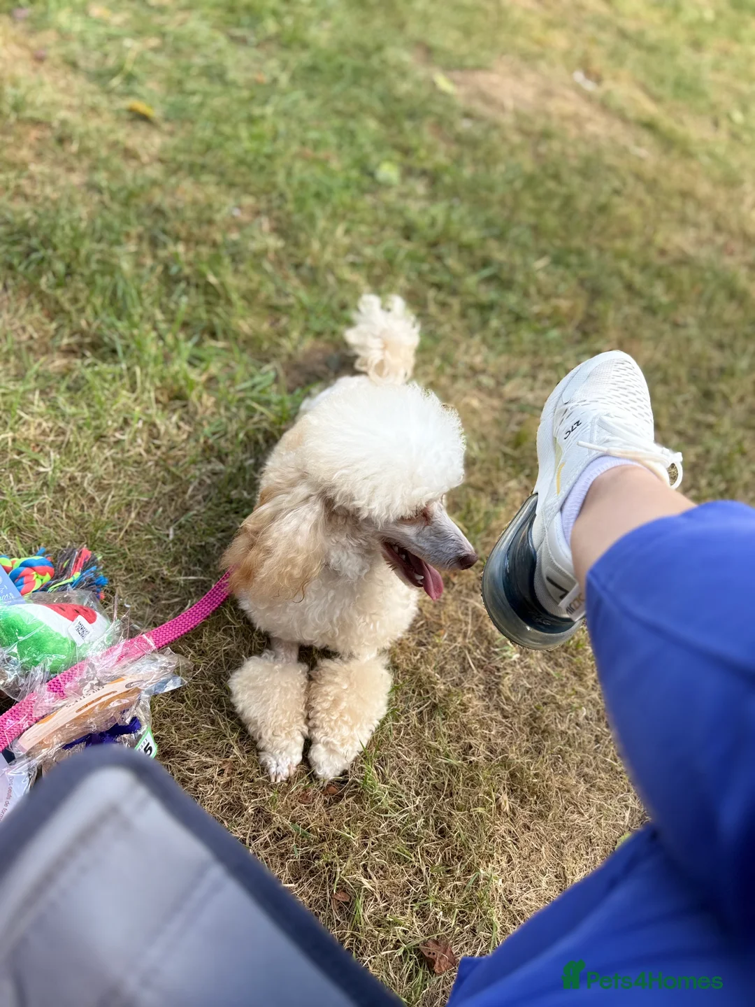 Toy Poodle dogs for stud: Stud duties only  - Advert 2