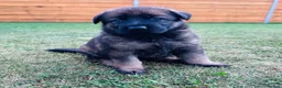 German Shepherd dogs for sale: KC Registered German Shepard Puppies 🐾🐾🐾 - Advert 20