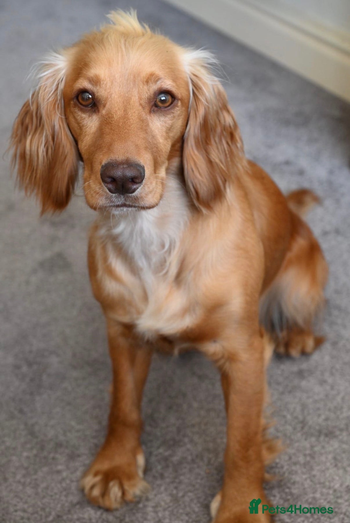 Cocker Spaniel dogs Golden cocker spaniel puppies - Advert 1