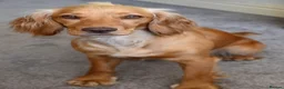 Cocker Spaniel dogs for sale: Golden cocker spaniel puppies - Advert 2