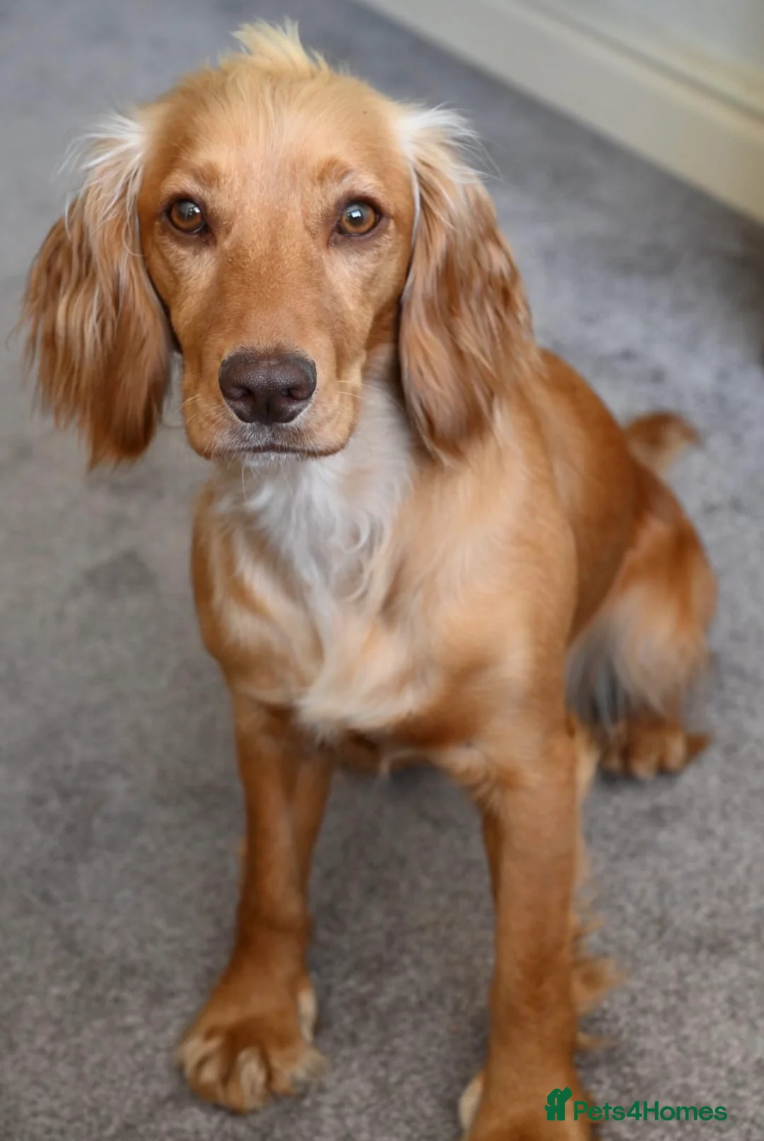 Cocker Spaniel dogs for sale: Golden cocker spaniel puppies - Advert 2