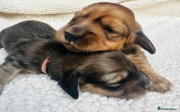 Miniature Dachshund dogs for sale: Quality KC miniature Dachshund long hair puppies  - Image 2