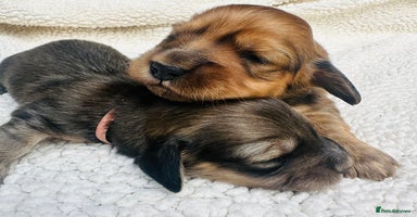 Miniature Dachshund dogs - Advert 2