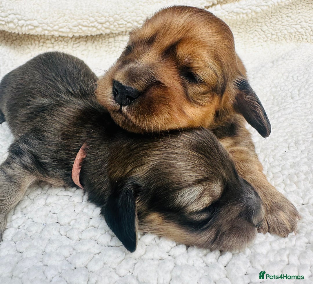 Miniature Dachshund dogs for sale: Quality KC miniature Dachshund long hair puppies  - Image 2