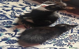 Mixed Breed cats for sale: Kittens for sale — £50 each - Image 14