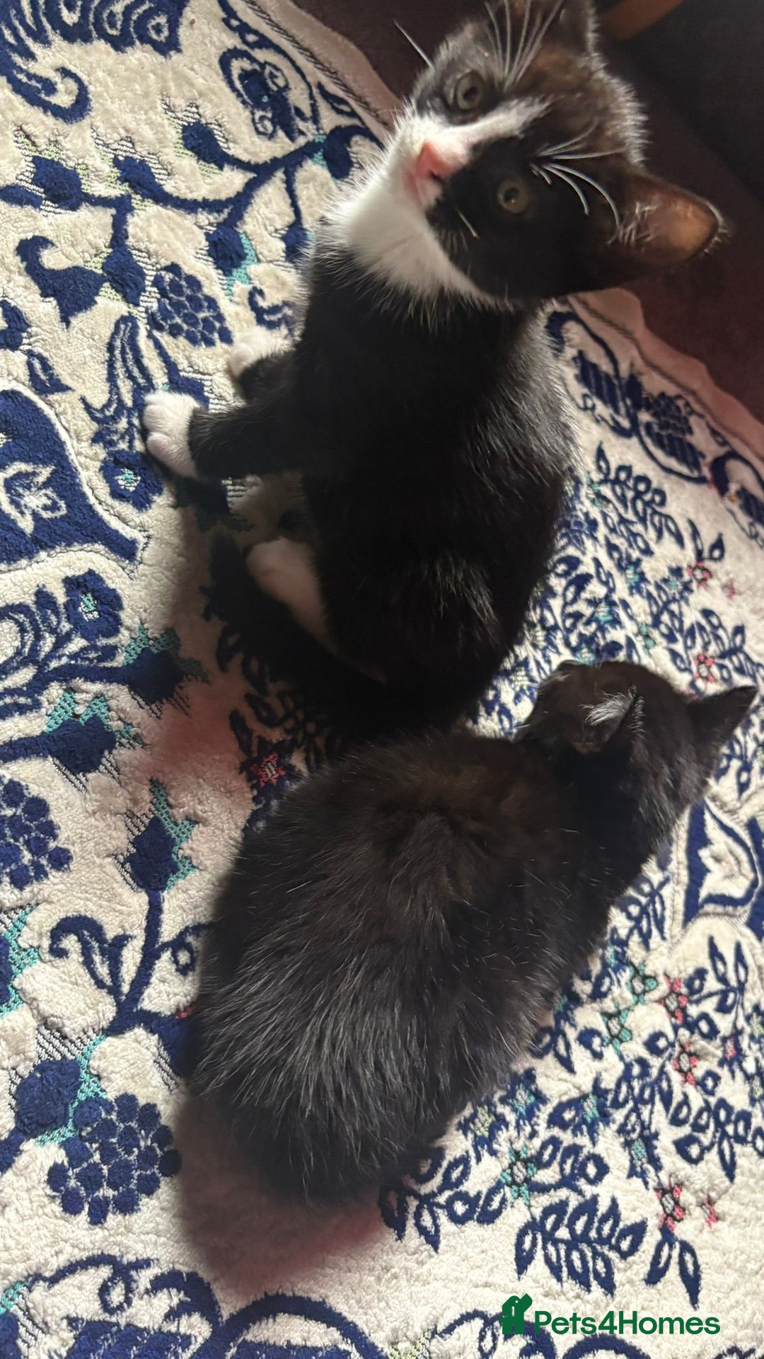 Mixed Breed cats for sale: Kittens for sale — £50 each - Image 14