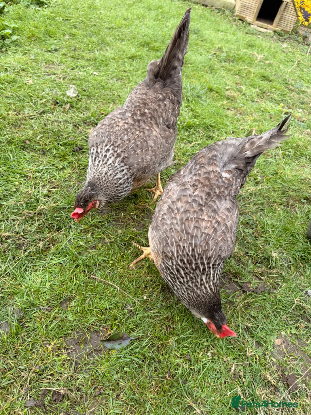 Chickens poultry for sale: Purebred Cream Legbars  - Advert 3