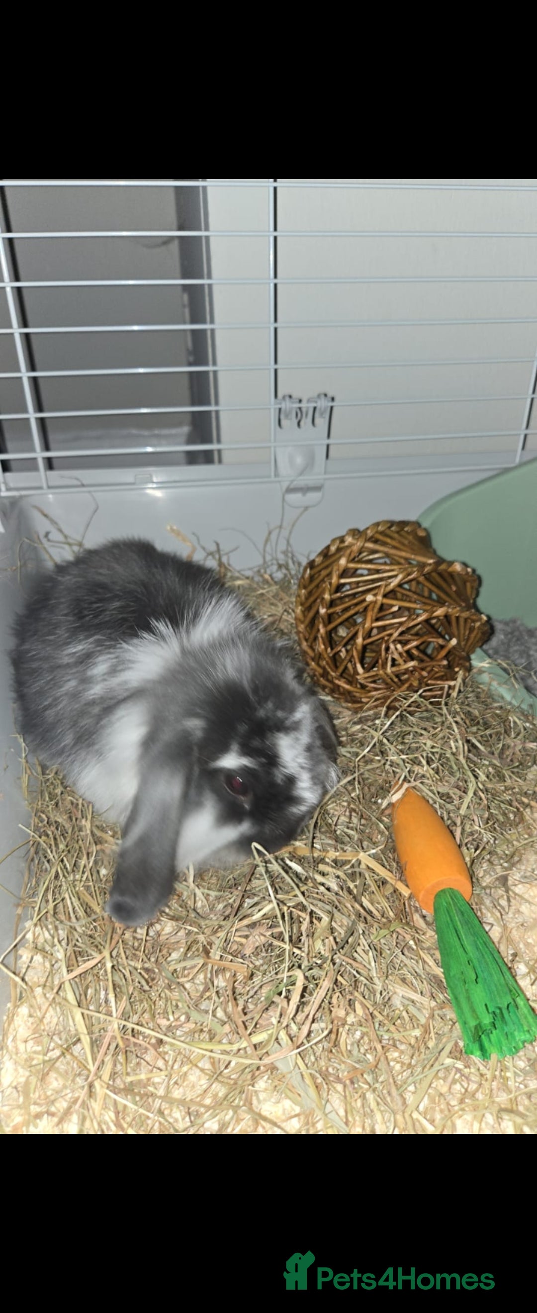 Mini Lop rabbits for sale: Mini lop & lioness 🐰 & cage , accessories ♥️  - Image 3