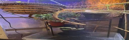 Chameleon reptiles for sale: FULL Chameleon Set Up - Advert 4
