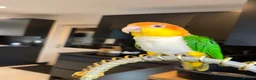Parrots birds for sale: Caique yellow thighed - Advert 2