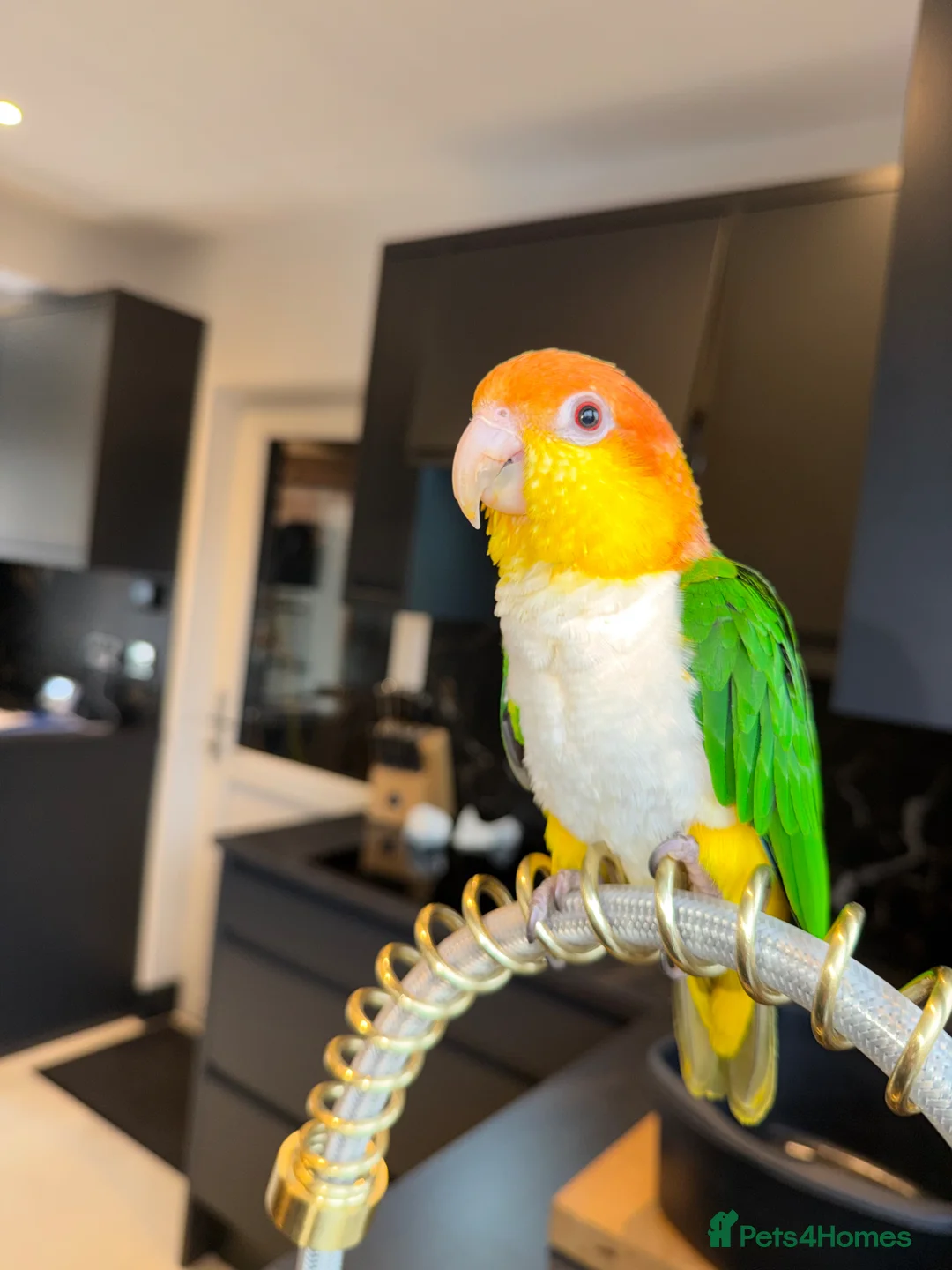 Parrots birds for sale: Caique yellow thighed - Advert 2