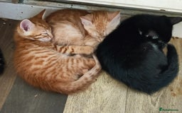 Bengal cats for sale: 🏆Families RARE Bengal X F5 Asian Leopard kittens  - Image 6