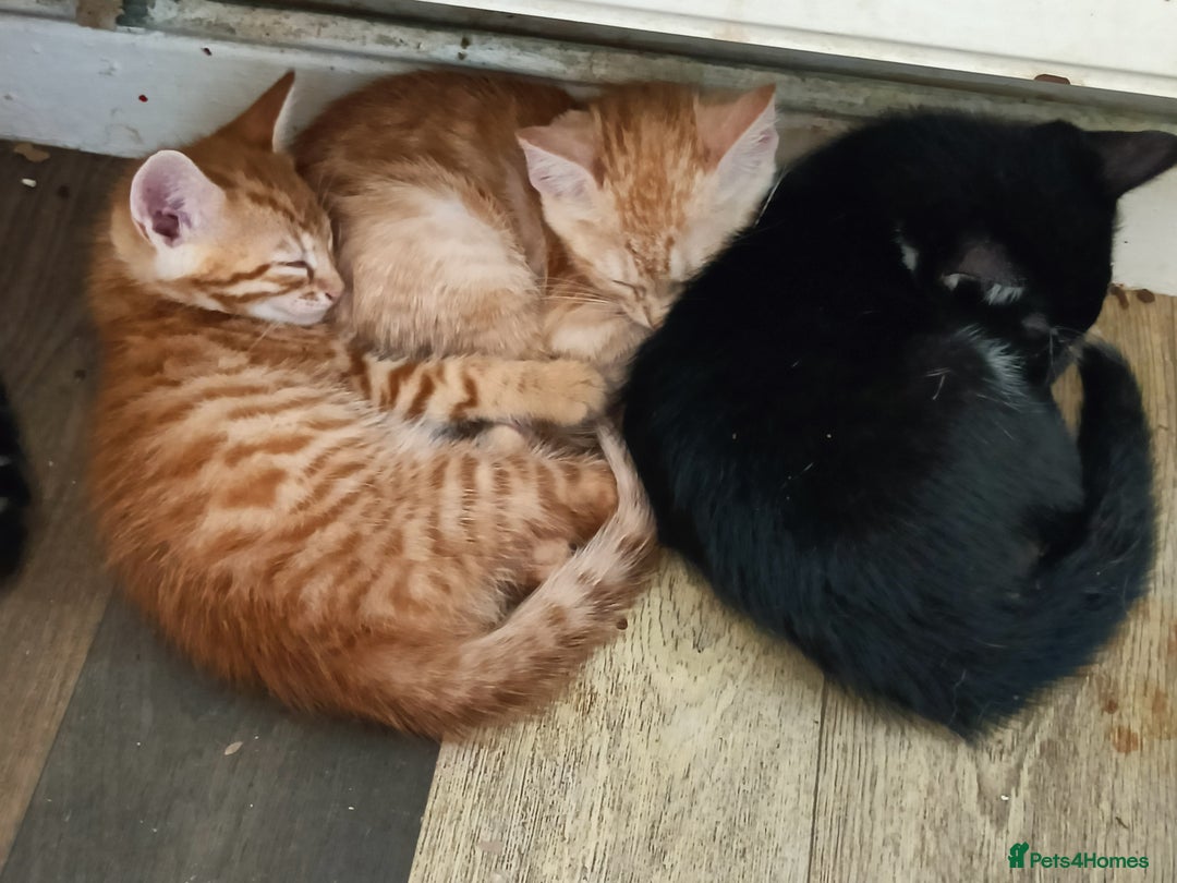 Bengal cats for sale: 🏆Families RARE Bengal X F5 Asian Leopard kittens  - Image 6