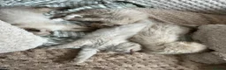 Ragdoll cats for sale: Quality Ragdoll Cherubim Mink Smoke Kittens - Advert 3