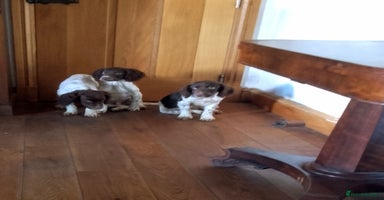 English Springer Spaniel dogs - Advert 1