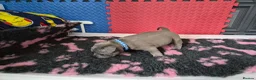 Staffordshire Bull Terrier dogs for sale: Staffordshire bull terrier pups in Leeds - Advert 22