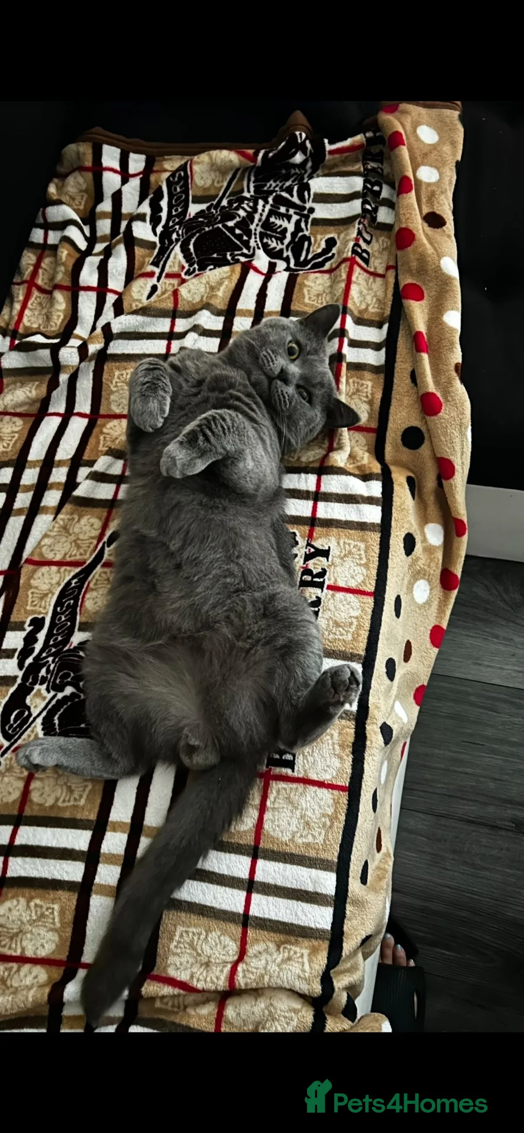 British Shorthair cats for stud: Stud Pedigree Actice Available, Friendly Gentle - Advert 3