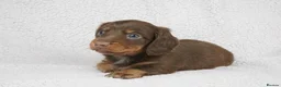 Miniature Dachshund dogs for sale: 1 Left KC REGISTERED MINIATURE DACHSHUND PUPPIES - Advert 13