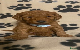 Cavapoochon dogs for sale: 6 Gorgeous Cavapoochon Puppies  - Image 5