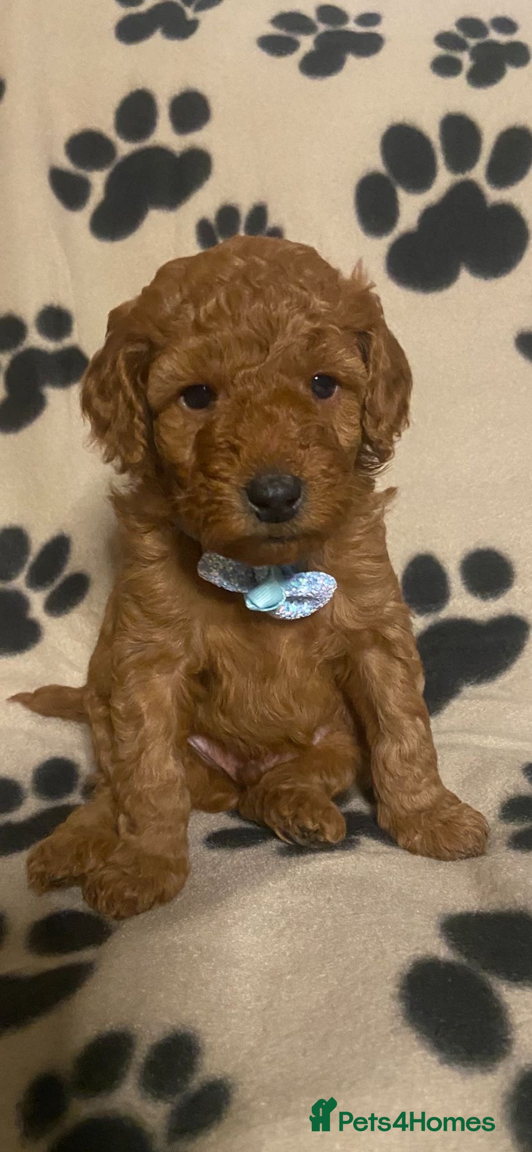 Cavapoochon dogs for sale: 6 Gorgeous Cavapoochon Puppies  - Image 5