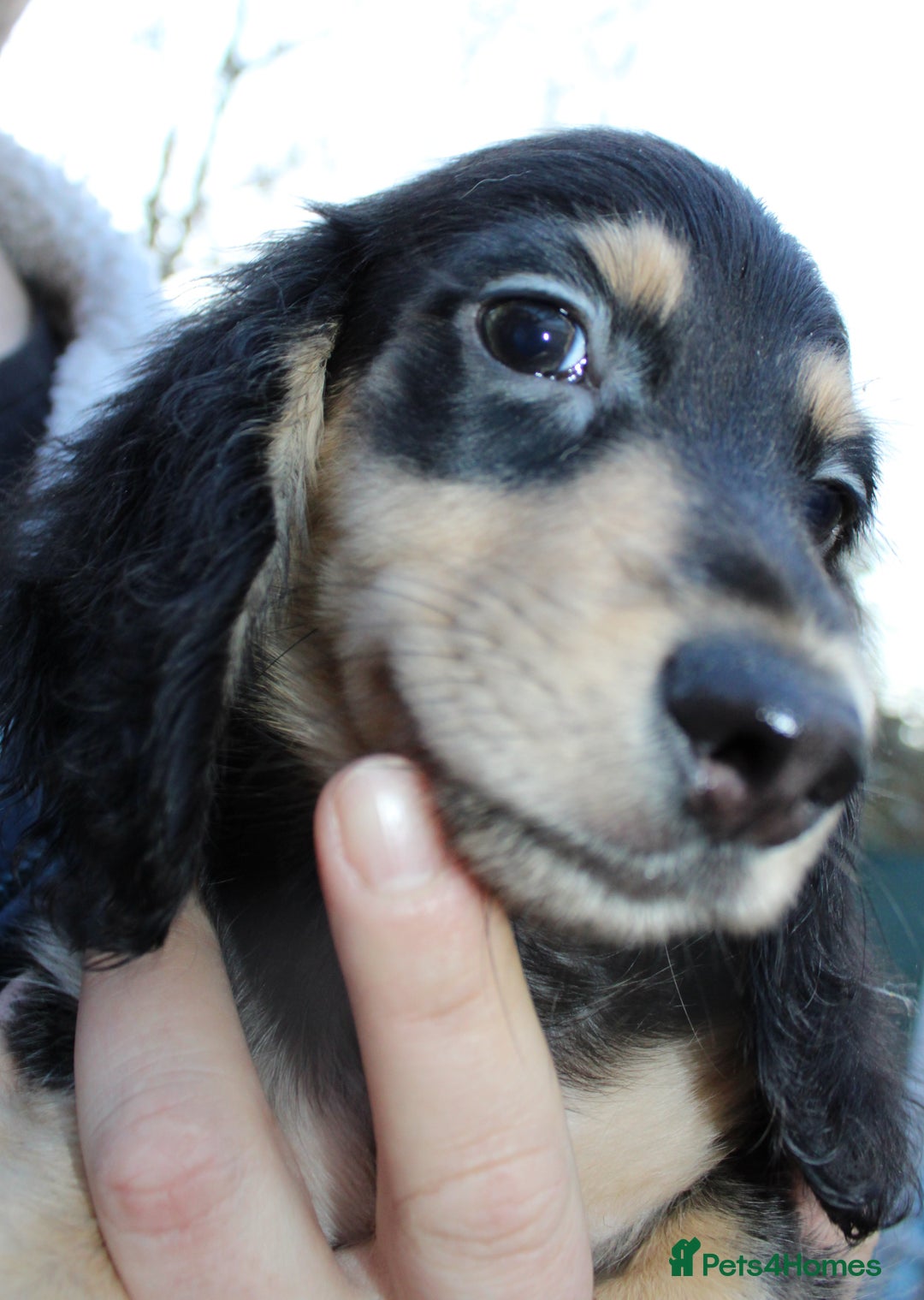 Miniature Dachshund dogs for sale: Long Hair cream  - Advert 12