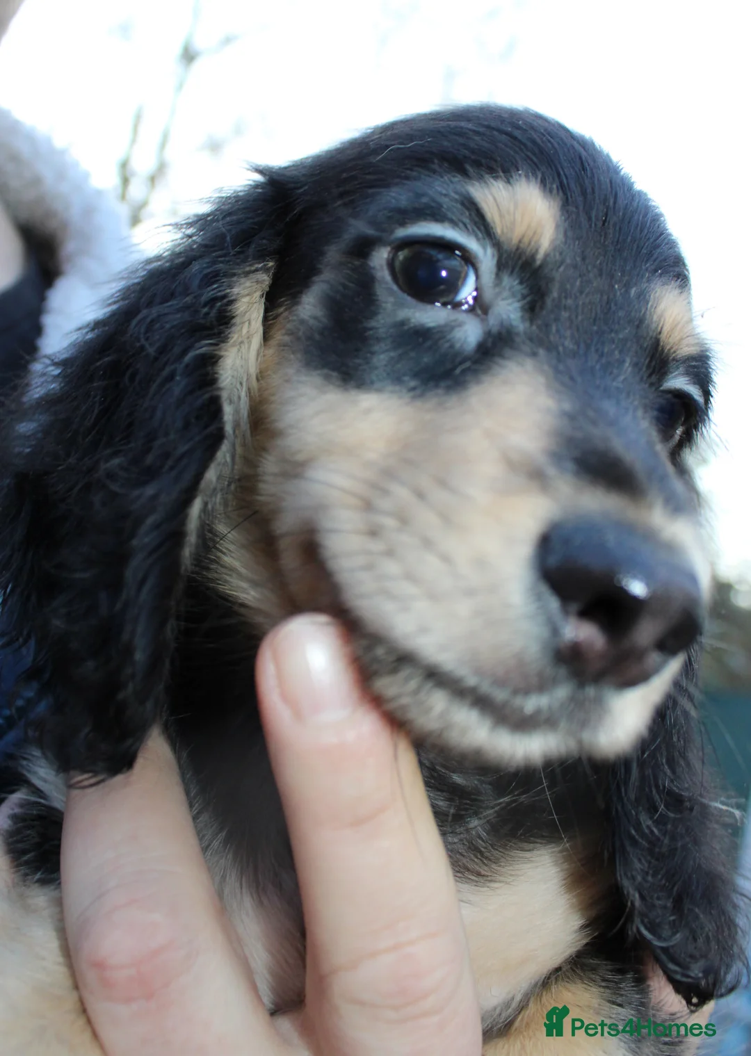 Miniature Dachshund dogs for sale: Cream  Long Hair  - Advert 19