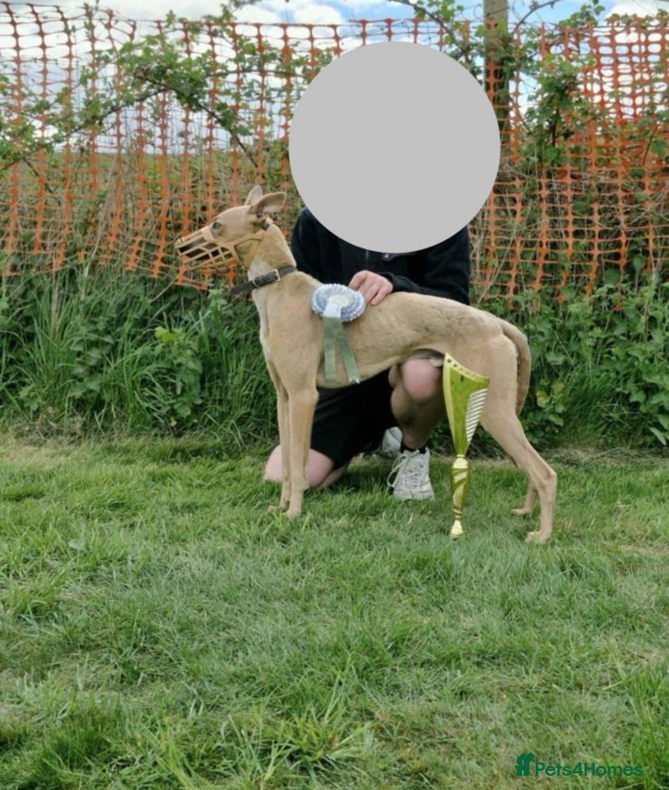 Whippet dogs Whippet puppies  - Advert 2