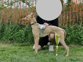 Whippet dogs Whippet puppies - Advert 1