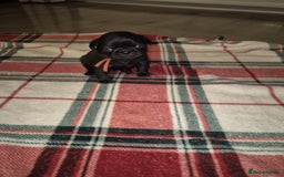 Pug dogs for sale: Pug puppies 🐶  - Image 1