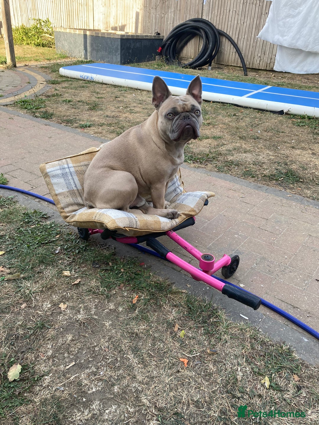 French Bulldog dogs for sale: French bulldog boy 3 years old - Advert 2