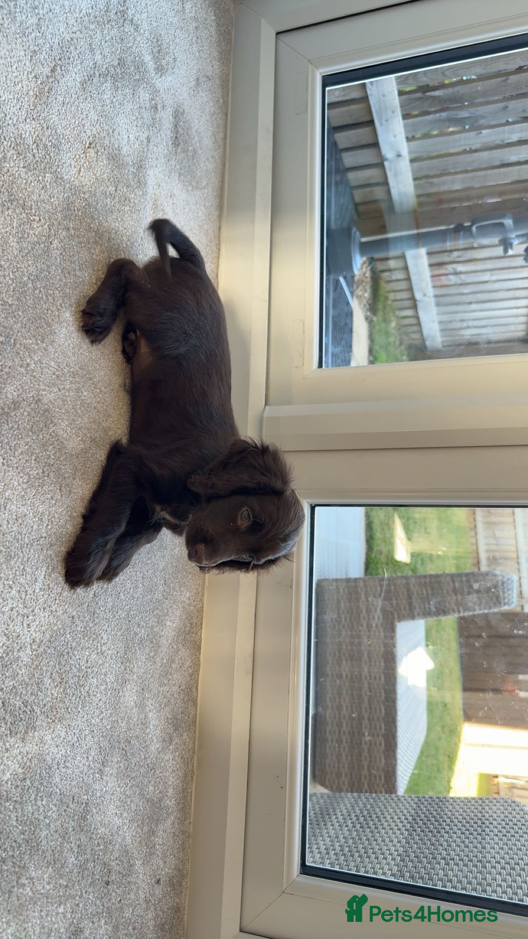 Cocker Spaniel dogs for sale: 3 month old female cocker spaniel puppy - Image 2