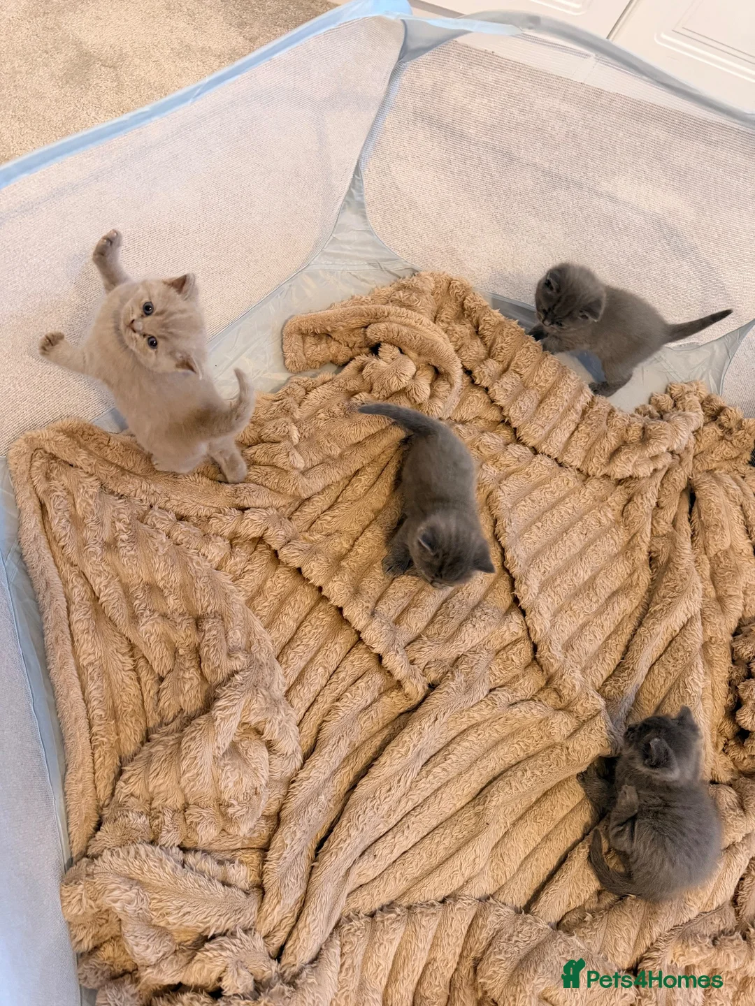 British Shorthair cats for sale: British Shorthair Kittens – Blue & Lilac 🐾 - Advert 13
