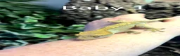 Gecko reptiles for sale: 3x baby Crested Geckos - Harlequin/Dalmatian - Advert 1
