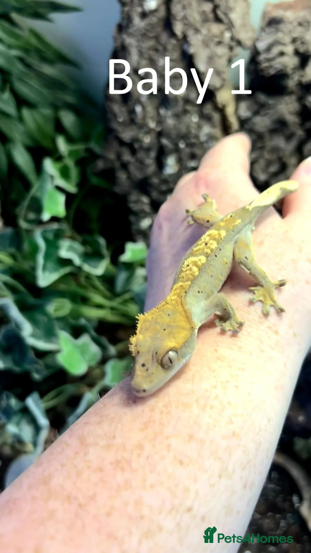 Gecko reptiles for sale: 3x baby Crested Geckos - Harlequin/Dalmatian - Advert 1