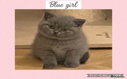 British Shorthair cats for sale: Beautiful GCCF British shorthair kittens - Image 2