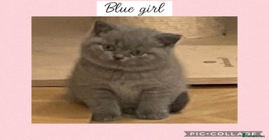 British Shorthair cats - Advert 3